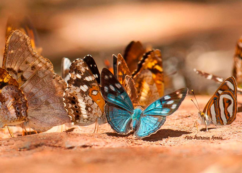 NOTICIAS PILAR: organizacion ambiental argentina al servicio del desarrolllo sustentable