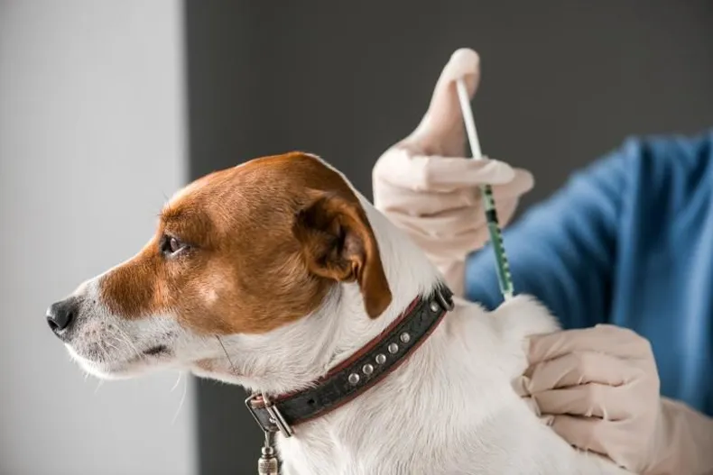 NOTICIAS PILAR:NO TE OLVIDES DE VACUNAR A TU MASCOTA , CON LA RABIA NO SE JODE. ZOONOSIS EN PILAR TE ESPERA.